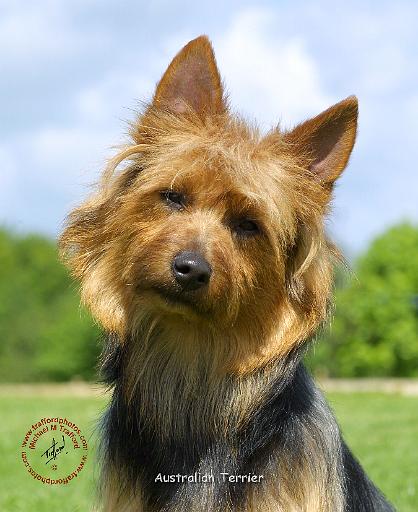 Australian Terrier 9R044D-20.JPG